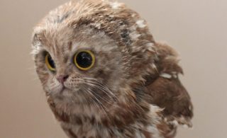Tohle vás rozhodně pobaví: Neuvěřitelné fotomontáže koček a&nbsp;dalších zvířat