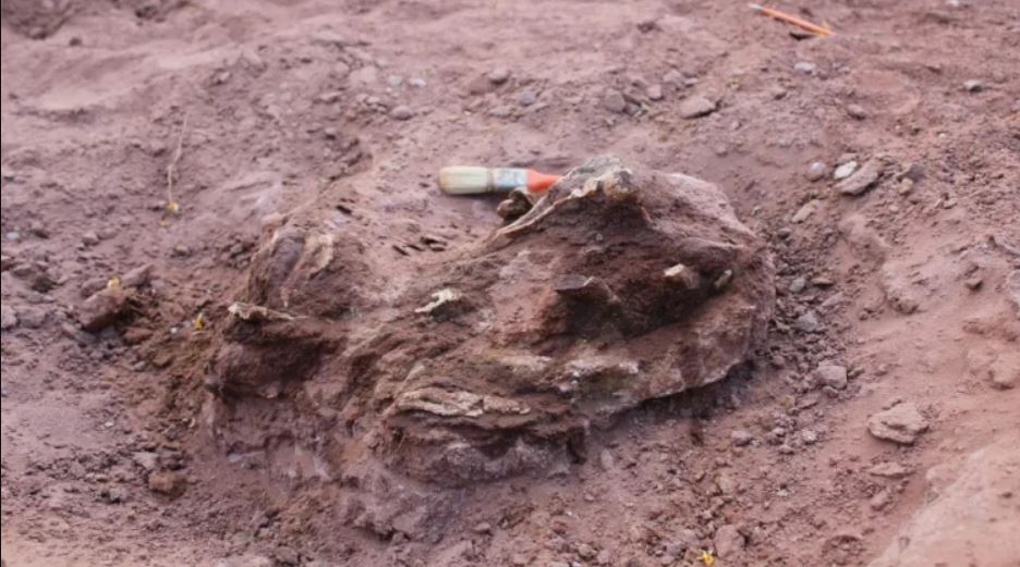 Vědci v&nbsp;Argentině nalezli dobře zachovalou lebku masožravého dinosaura