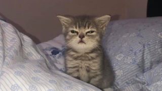 Zhmotnění roztomilosti: Fotky těch nejmenších koček na&nbsp;světě