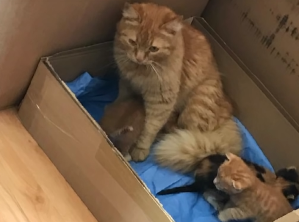 Toulavá kočka vzala koťata a odnesla je k veterináři