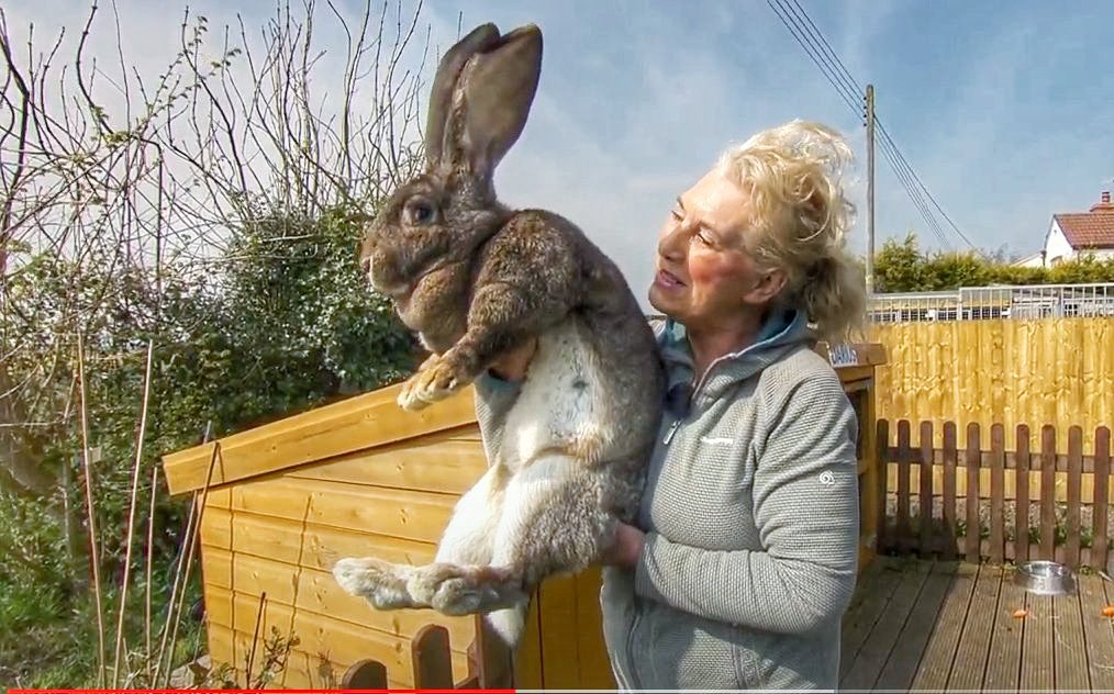 Gigantický králík se pohřešuje. Majitelce ho někdo ukradl ze zahrady