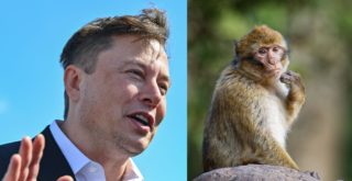 Opice Elona Muska pomocí čipu v&nbsp;mozku paří videohry