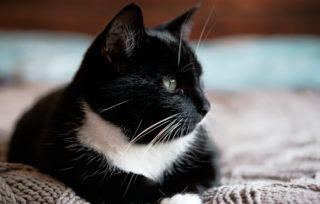 Pokojíček jako pro&nbsp;panenku: Muž vytvořil toulavé kočce bydlení snů