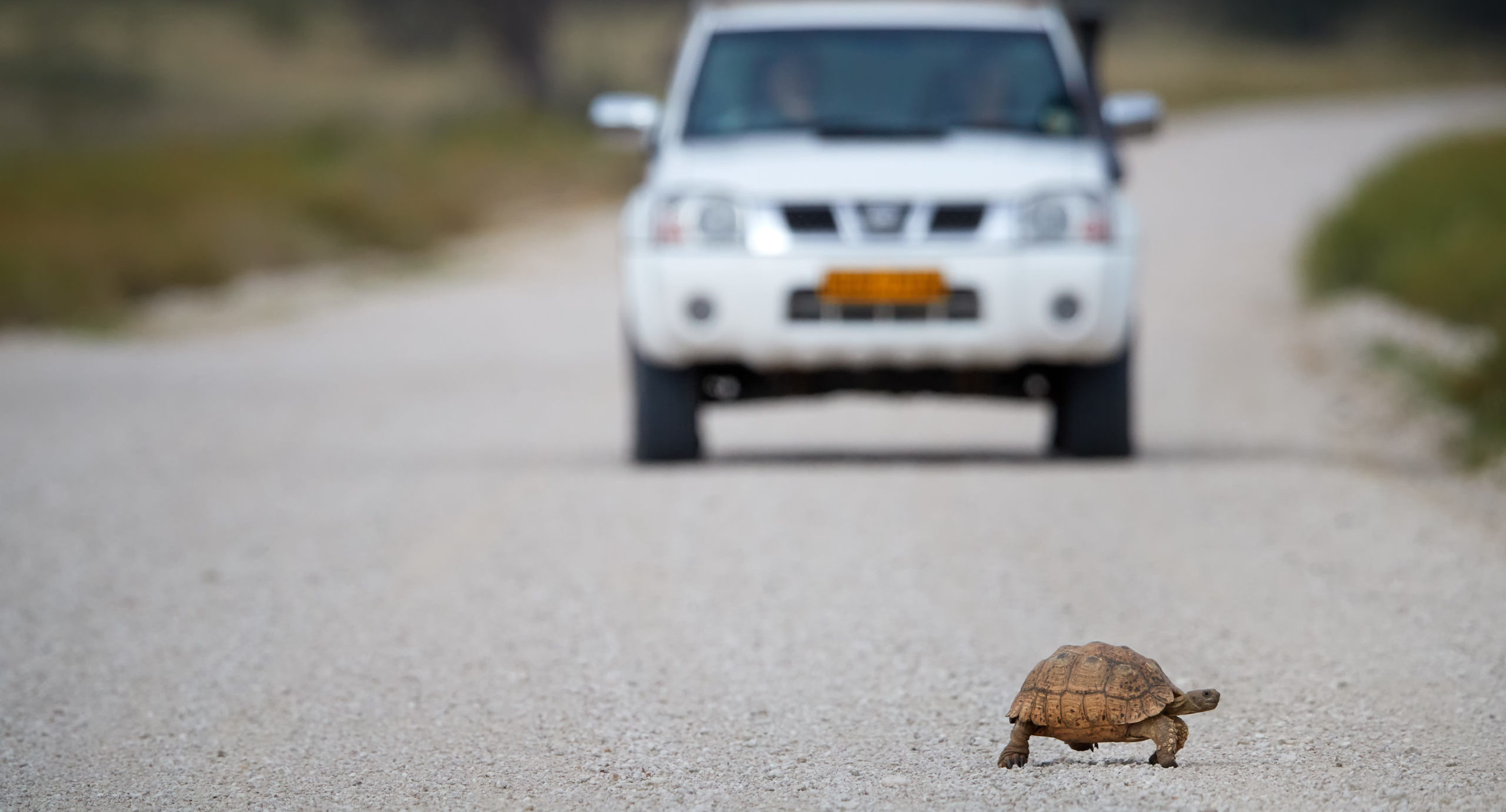 Žena přežila netradiční autonehodu. Čelním sklem jí proletěla želva, která ji zasáhla do hlavy