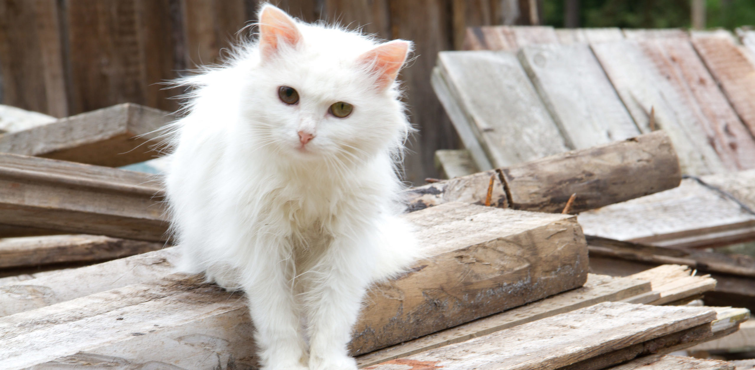 Kdo je agresivní a&nbsp;kdo se vůbec nebojí? Finský výzkum zjistil, že kočky mají sedm povahových rysů