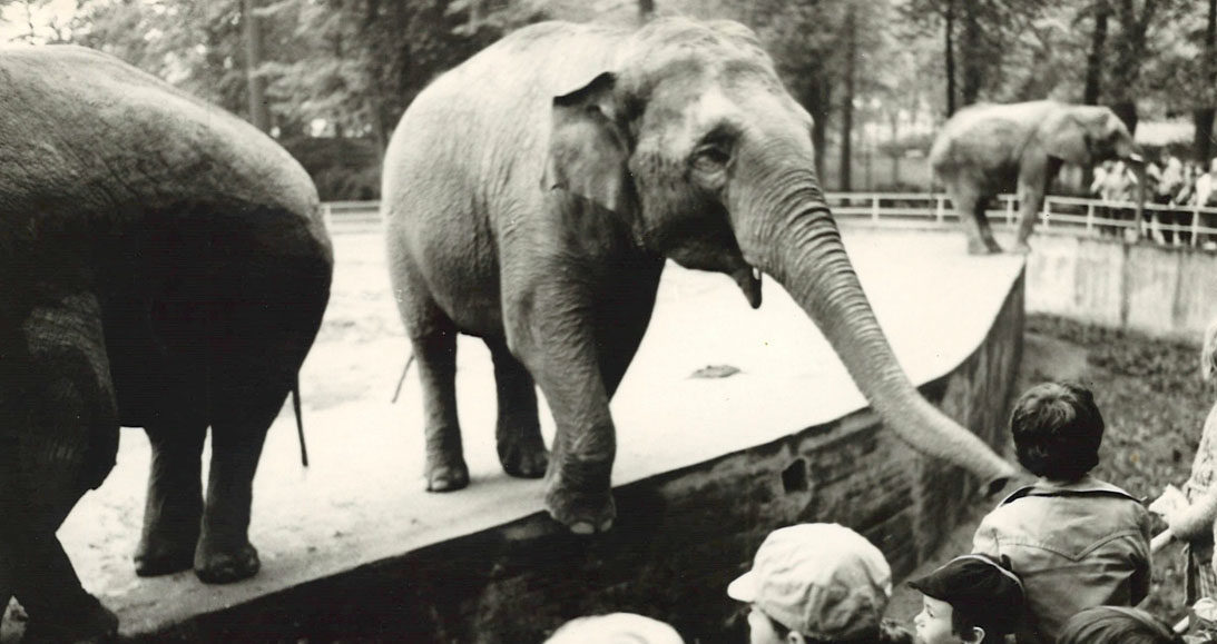 Liberecká zoo se rozloučila s druhým nejstarším slonem v ČR. Slonici Raní bylo 58 let