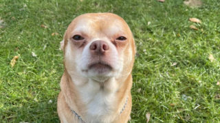 Šťastný konec: Zákeřná čivava, kterou proslavil internet, konečně našla milující domov