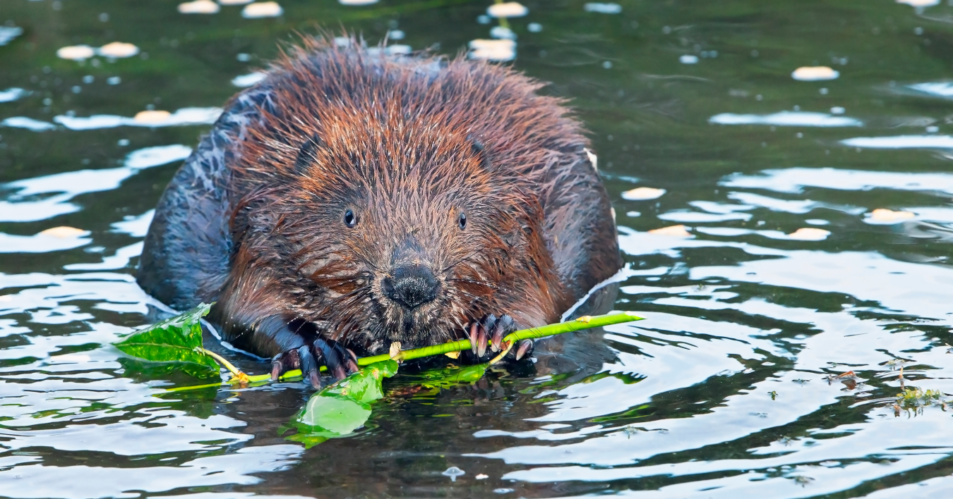 Krádež dřevěných sloupků vypadala jako běžný trestný čin. Později zjistili, že zloději jsou tamní bobři
