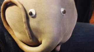 Přelomový objev: Kočka může zezadu vypadat jako slon
