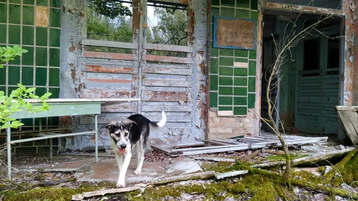 Naděje pro&nbsp;opuštěné psy z&nbsp;Černobylu: Ostraha jim obstarává krmení i&nbsp;veterinární péči