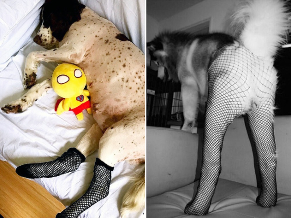 Několik psíků v punčocháčích, kteří vás pobaví