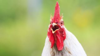 Kvůli moc hlasitému kohoutovi až před soud:  Sousedé řeší opravdu kuriózní spor