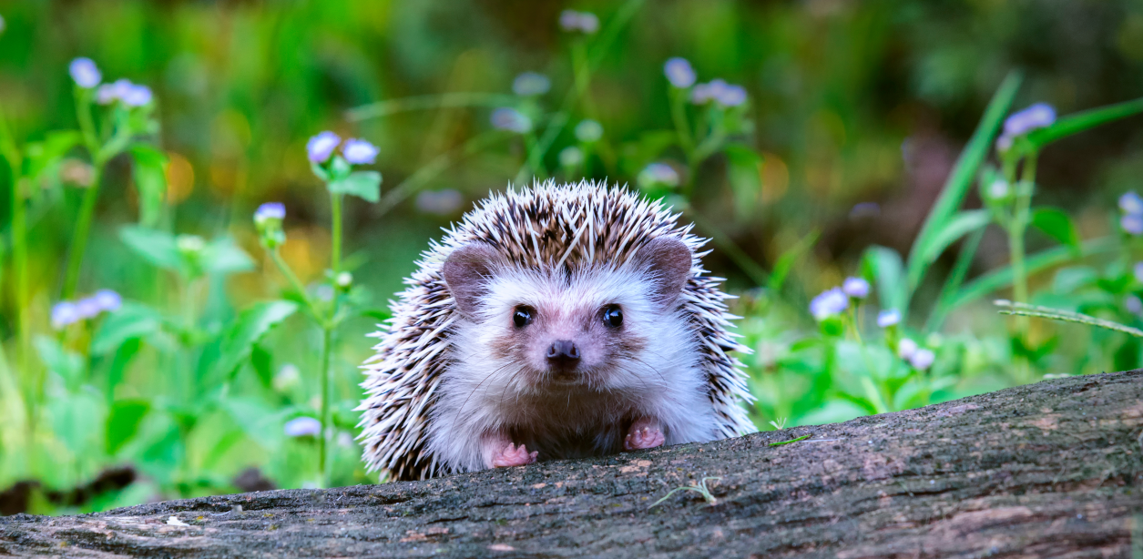 Z roztomilých ježků se na&nbsp;Novém Zélandu stali zabijáci. Likvidují vzácné druhy hmyzu, říká odborník