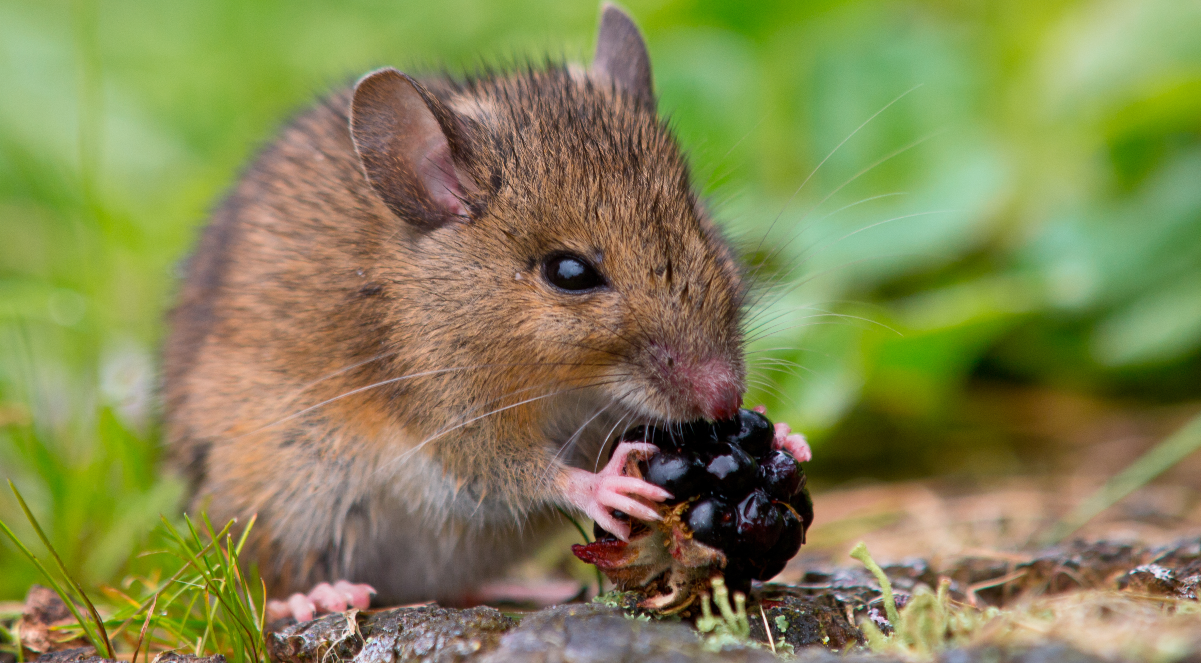 Žena našla v&nbsp;kuchyni malou myš. Vynesla ji na&nbsp;pole a&nbsp;na&nbsp;rozloučenou udělala malý piknik