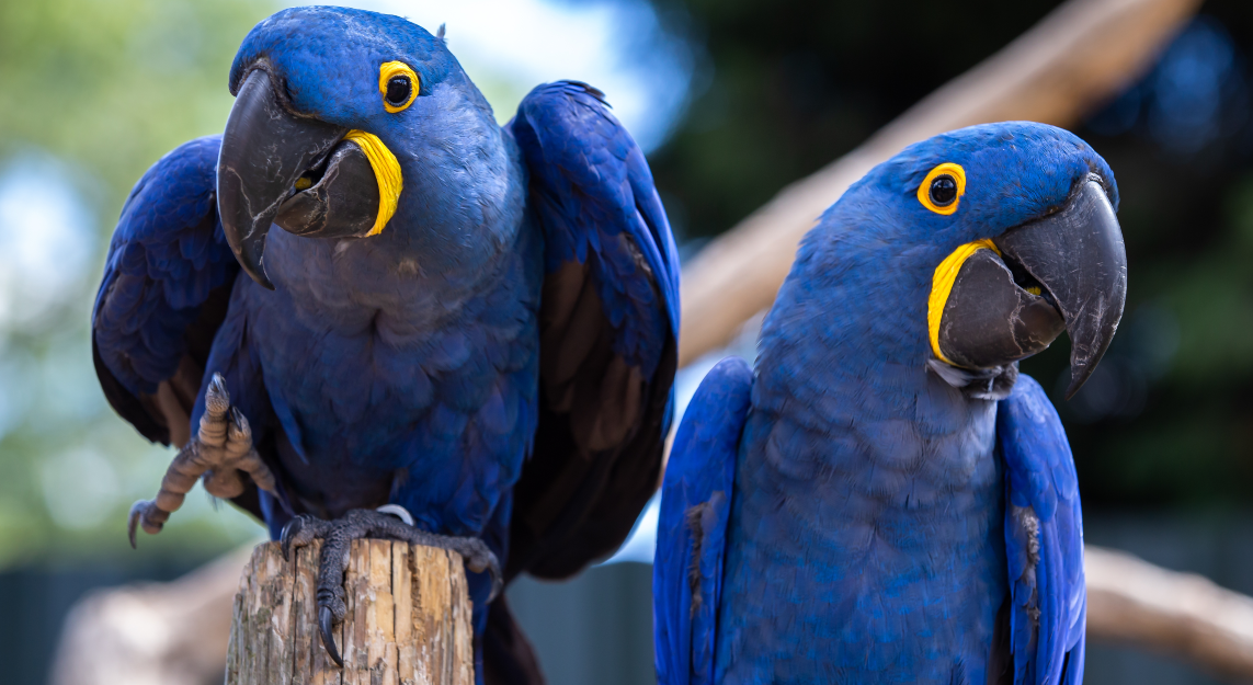 Papoušci “pomocníčci”: Opeřenci opakovaně sundávali ženě prádlo ze šňůry