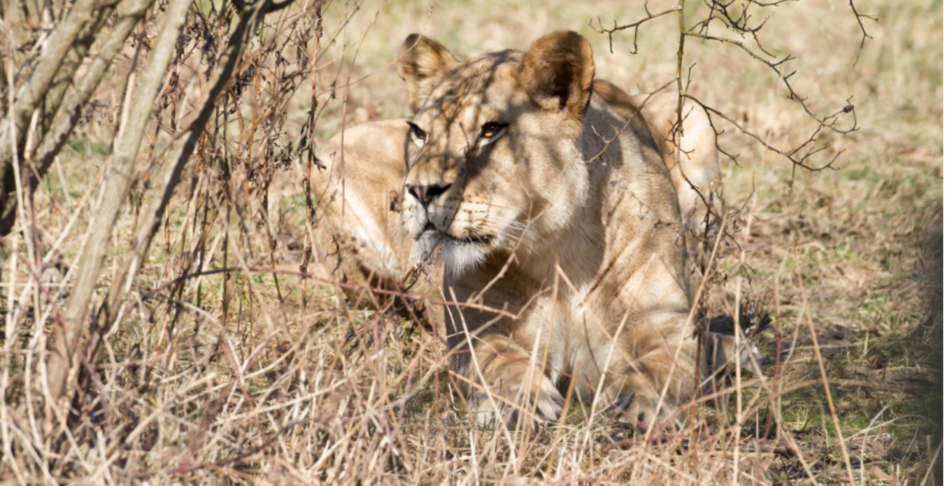 Zoo Dvůr Králové o víkendu otevře letos poprvé areály safari