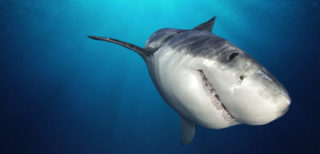 Netušící matka si natáčela dceru dovádějící v&nbsp;moři, ta ve skutečnosti prchala před žralokem