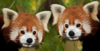 Do olomoucké zoo míří dvě pandy červené. Jsou dárkem k&nbsp;65.&nbsp;výročí zahrady