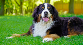 Hvězdou televizního rozhovoru irského prezidenta se stalo sedmiměsíční štěně