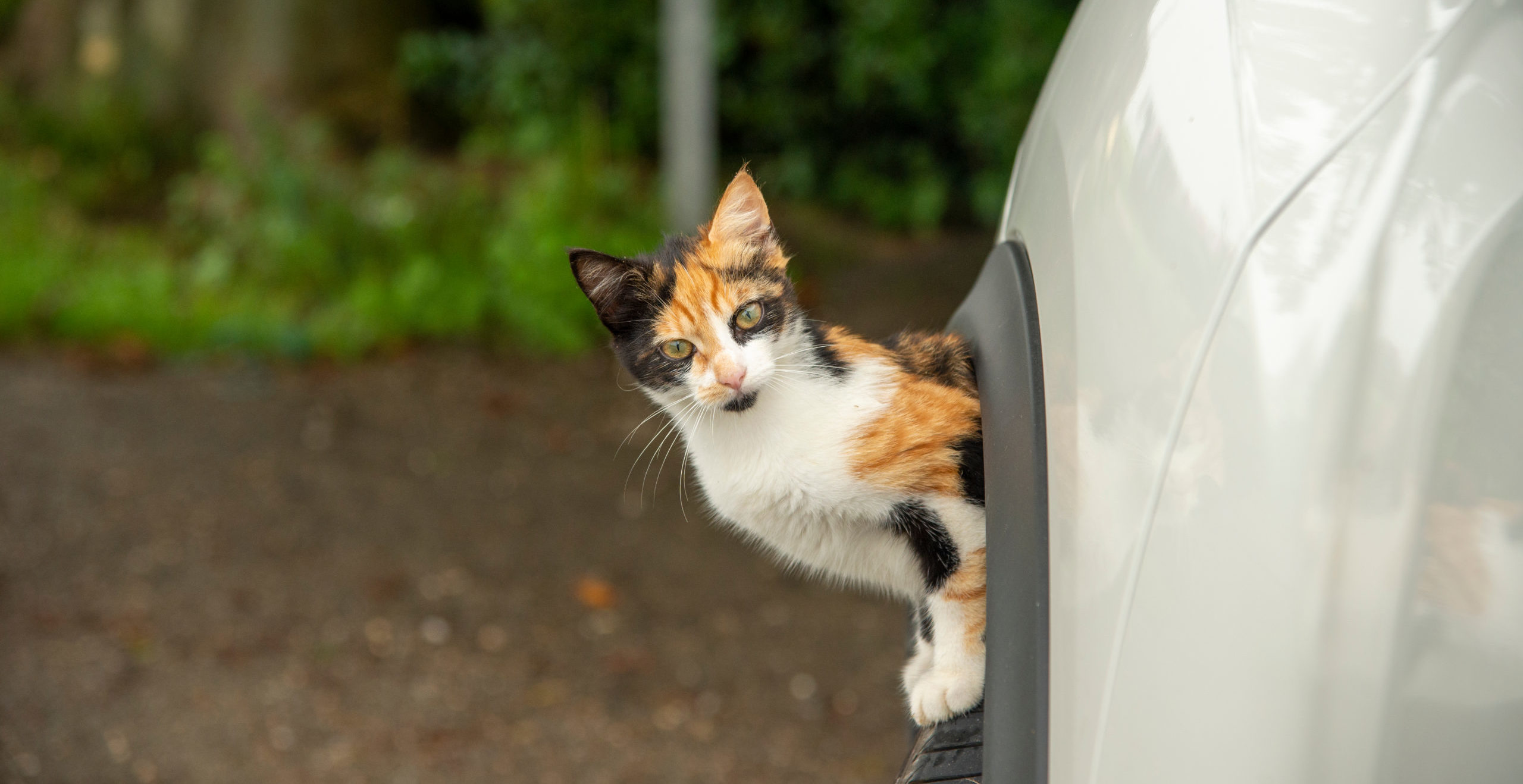 Zvědavá kočka vlezla do cizího auta, kde uvízla mezi pedály. Vyprostit ji museli hasiči