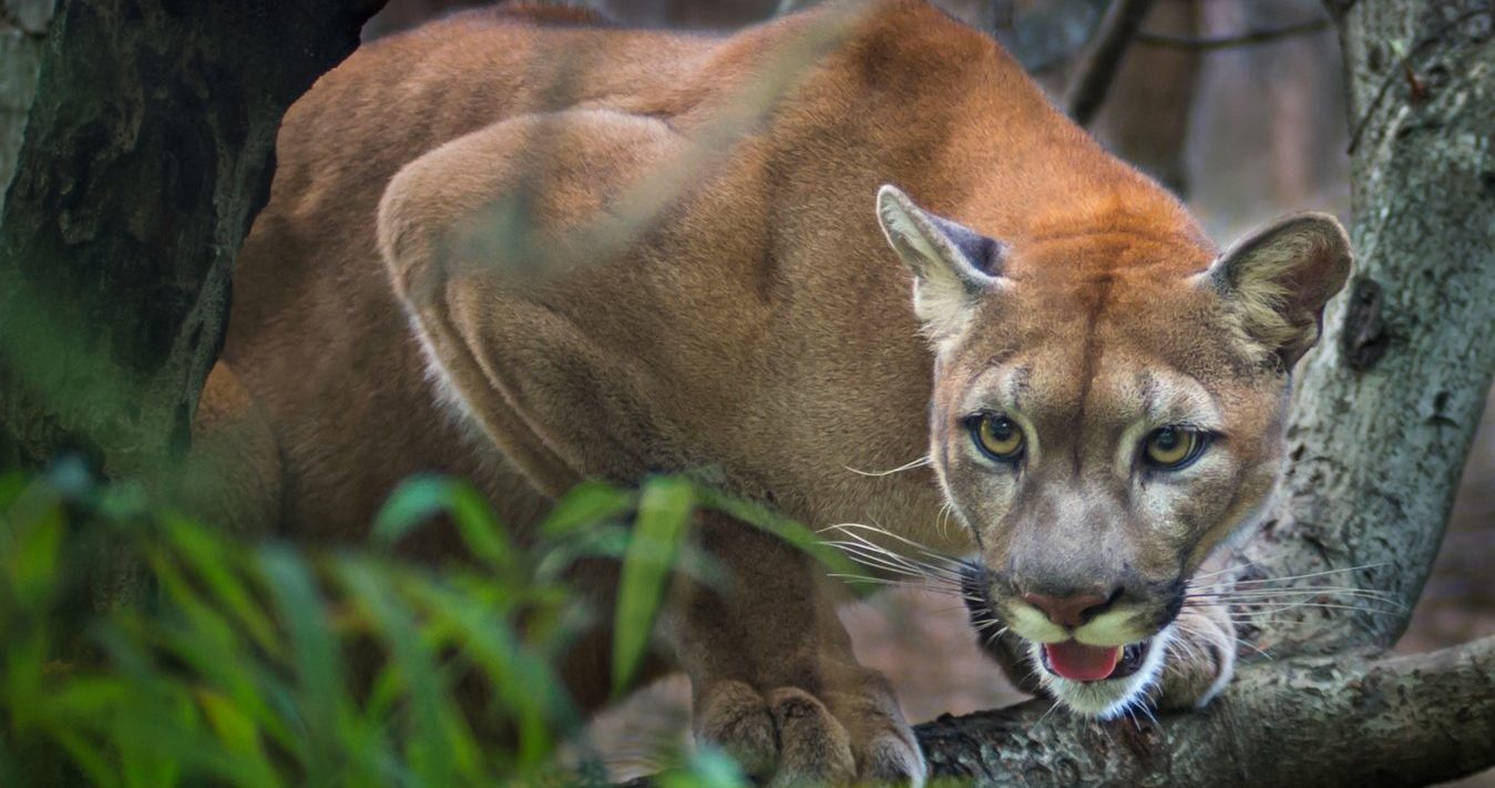 Nejznámější puma Los Angeles musela být utracena. Na&nbsp;rozloučení s&nbsp;ní dorazilo přes šest tisíc lidí