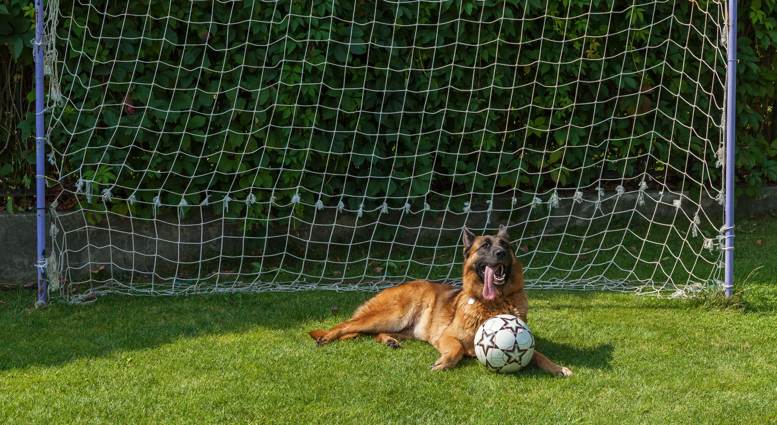 Fenka se zaběhla na&nbsp;stadion. Rázem se z&nbsp;ní stala fotbalová hvězda