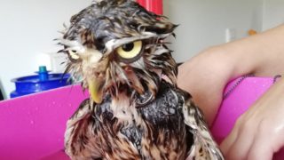 Nejsmutnější a&nbsp;zároveň nejzábavnější věc na&nbsp;světě? Smočená sova!