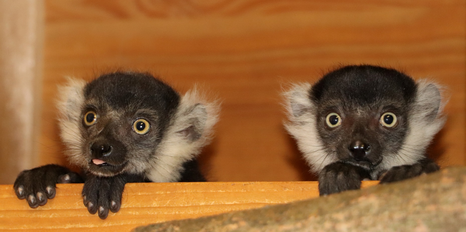 Babyboom v plzeňské zoo. Smečce lemurů se narodilo šest mláďat