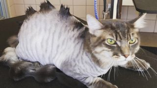 GALERIE: Nový trend? Nechat svojí kočce udělat extravagantní sestřih