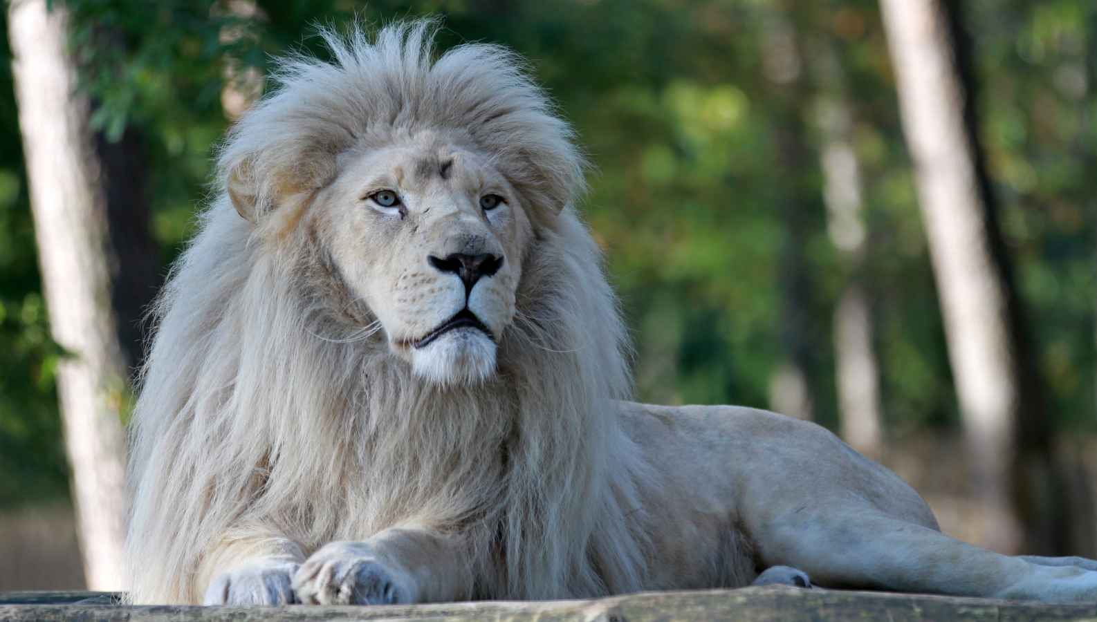 Výsledky fotbalového Eura předpovídá bílý lev