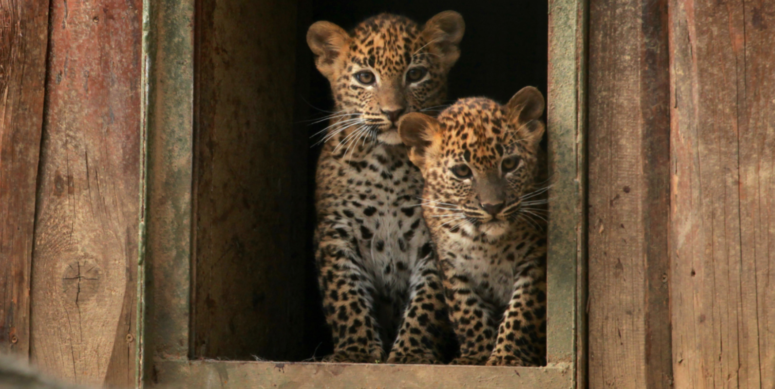 V brněnské zoo se narodila dvojčata levharta cejlonského