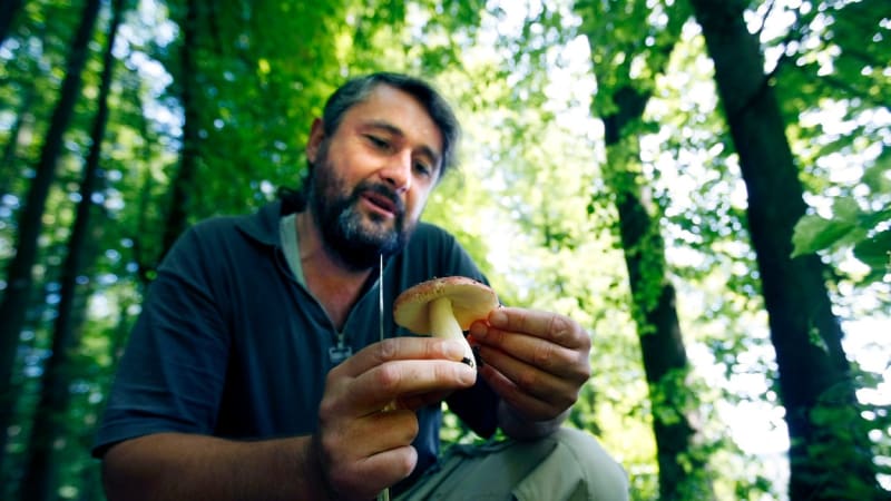 Libor Tmej: Dnes se houby nechodí sbírat, ale hledat. Veškerý biotop se ochuzuje, proto hub roste méně