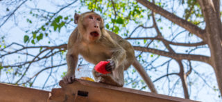 Opičí gang okradl laboranta o&nbsp;vzorky krve nakažené koronavirem