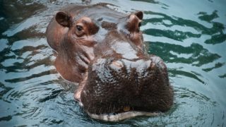 Rozzlobený hroch pronásledoval skupinu turistů. Na&nbsp;motorovém člunu měli co dělat, aby mu unikli