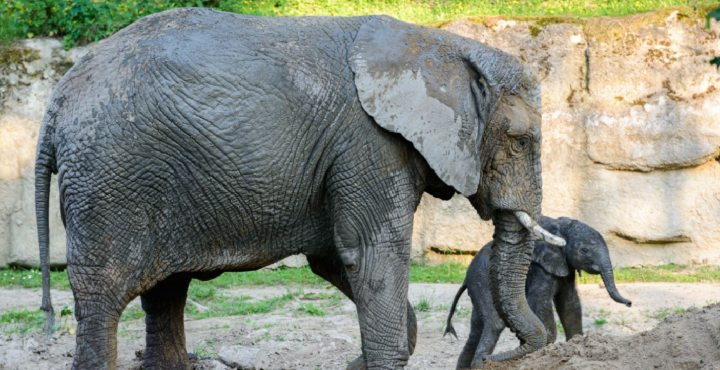 Zlínská zoo hlásí nový přírůstek. Slonici Kali se narodilo mládě