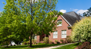 Sousedovi zničili strom, protože jim vadili příliš hluční ptáci