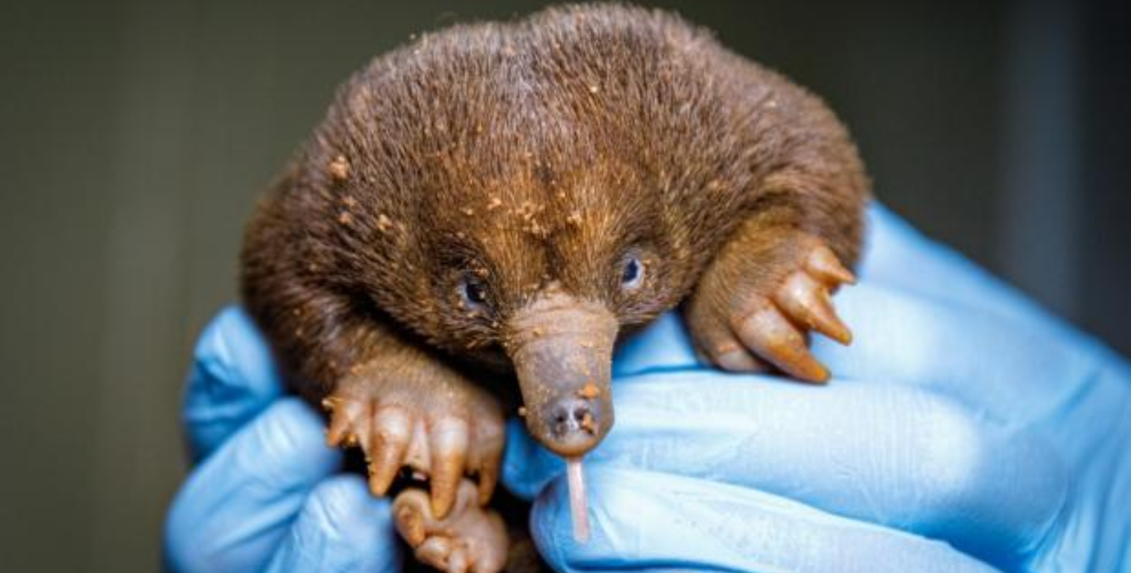 Pražská zoo hlásí nový přírůstek! Poprvé se tam narodilo mládě ježury australské