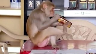 V Indii vlezla opice do obchodu s&nbsp;alkoholem a&nbsp;hned si otevřela láhev. O&nbsp;nabízenou sušenku se nezajímala