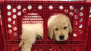 GALERIE: Jak vyřešit situaci, kdy potřebujete na&nbsp;nákup a&nbsp;máte doma malé štěně? Takhle!