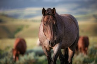 Zemřel nejvyšší kůň na&nbsp;světě, majitelé nechají jeho stáj prázdnou
