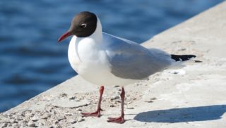 Dívka se na&nbsp;pouťové atrakci srazila s&nbsp;překvapeným rackem. Náraz nečekal ani jeden