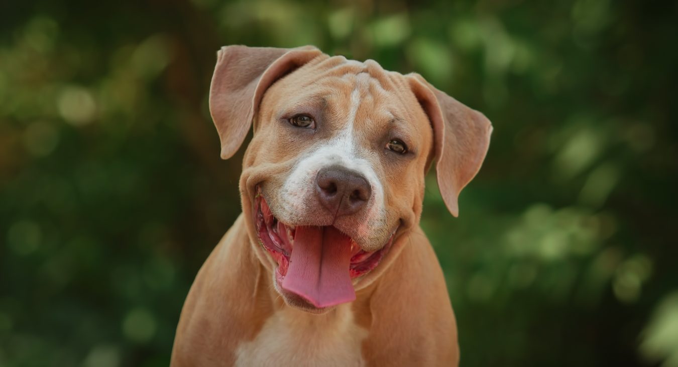 Dojemný příběh s&nbsp;nečekaným koncem. Žena hledala v&nbsp;útulku psa, našla svého ztraceného