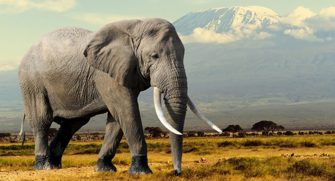 Nečekaný návštěvník. Do kuchyně v&nbsp;Thajsku se proboural mlsný slon