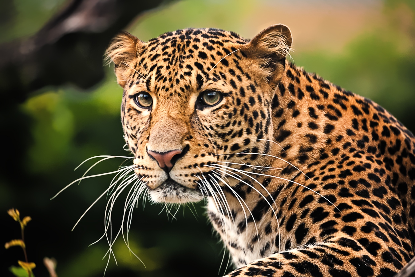 Safari Park Dvůr Králové má novou samičku levharta. Její mláďata budou jednou velmi cenná
