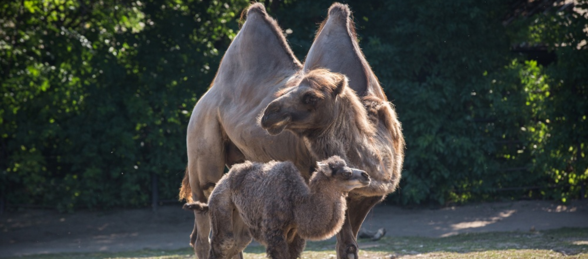Do skupiny velbloudů dvouhrbých v pražské zoo přibylo mládě