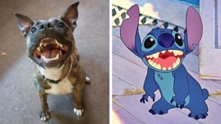 GALERIE: Několik psíků, kteří vám připomenou výjevy z&nbsp;animovaných filmů