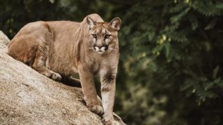 Neuvěřitelná statečnost: Matka svého syna uchránila před pumou holýma rukama