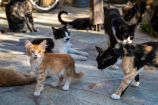 Pokud vám na&nbsp;kočičkách záleží, dejte je pod kudlu. Jediným řešením nekonečného problému je kastrace