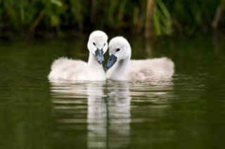 Hledá se azyl pro&nbsp;pár opuštěných sirotků. Bohatě by jim postačil malý rybníček