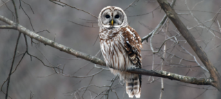 Hvězda Central Parku dolétala. Oblíbená sova nepřežila srážku s&nbsp;údržbářským vozem